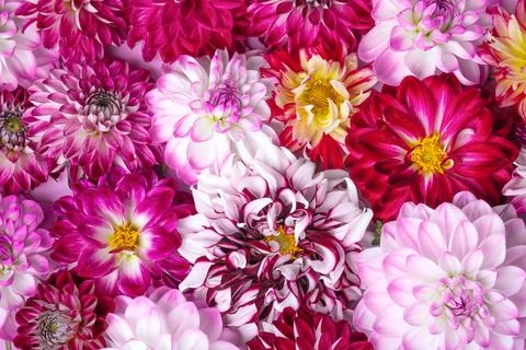 Flowers background Stock Photos