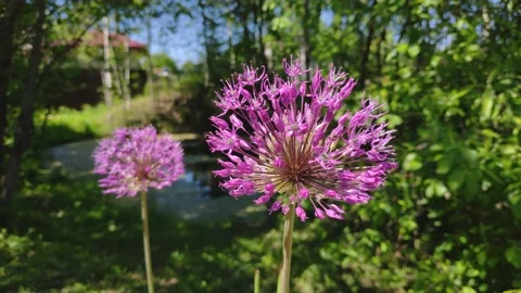 Flowers on the background of a pond Stock Footage
