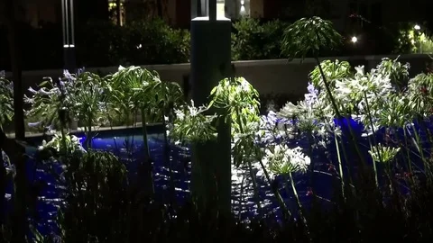 Flowers on the background of the pool at night Stock Footage 70328418