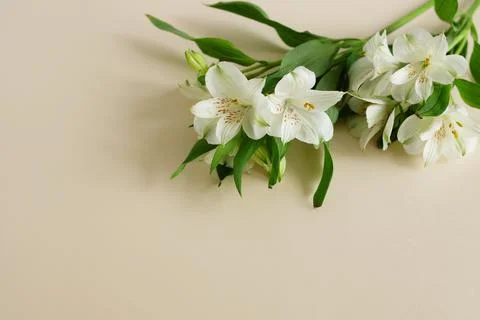 Flowers background top view with copy space Stock Photos