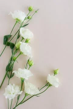 Flowers background top view with copy space Stock Photos