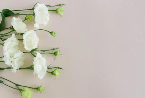 Flowers background top view with copy space Stock Photos