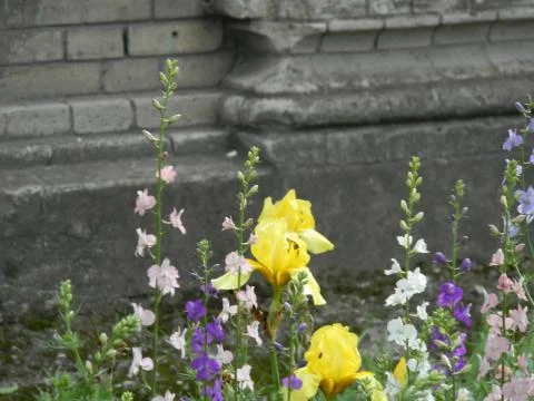 Flowers on the background of the wall Stock Photos