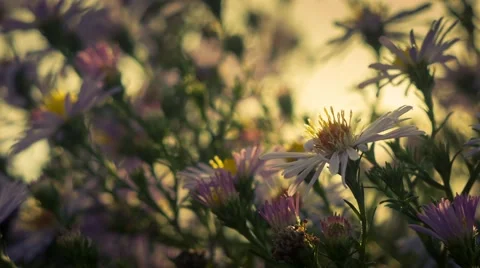 Flowers On Backlight Stock Footage 42155230