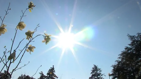 Flowers in Backlight Stock Footage 92550752