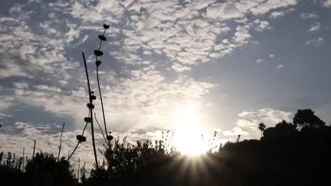 Flowers backlit by sunrise Stock Footage
