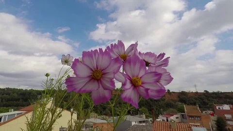 Flowers On Balcony Stock-Footage 70348717