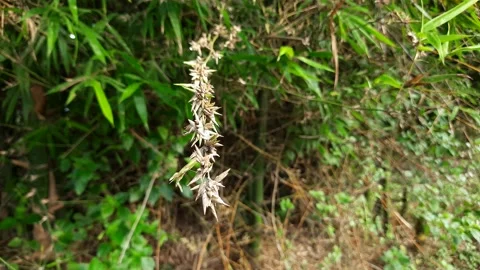 The flowers of bamboo. Stock Footage 147018092