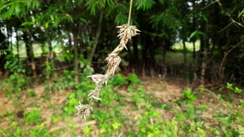 The flowers of bamboo. Stock Footage 147018219