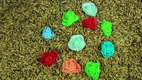 Flowers in barley Stock Footage 73901376