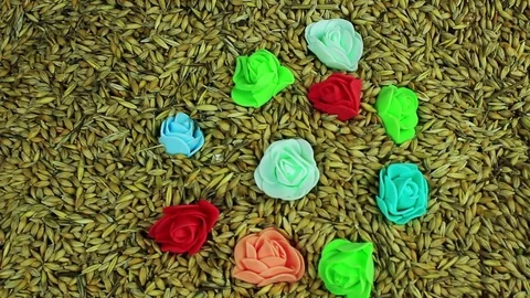 Flowers in barley Stock Footage 74116729