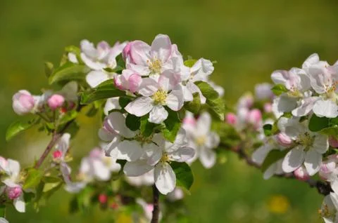 Flowers that bask in the sun Stock Photos