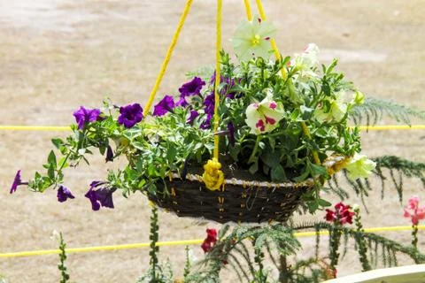 Flowers in baskets and nice decorations Stock Photos
