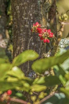 Flowers of the basul tree against the trunk behind the foliage, in a farm in  Stock Photos