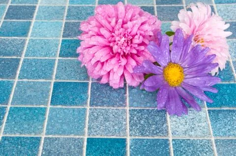 Flowers in bathroom Stock Photos