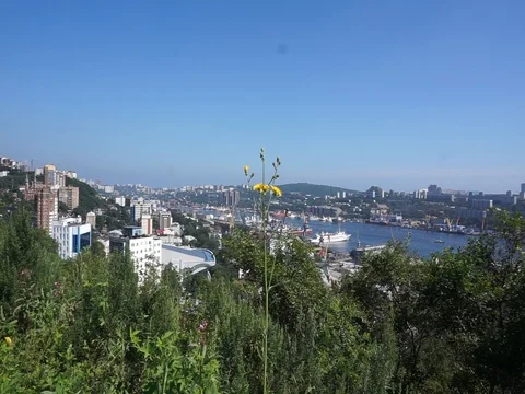 Flowers on the Bay Vídeo Stock 79086215