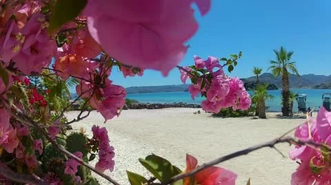 Flowers on the Beach 스톡 동영상 22103702