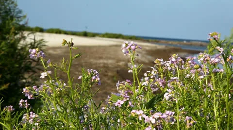 Flowers at the beach Stock Footage 25572287