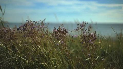 Flowers at the beach Stock Footage 76165475