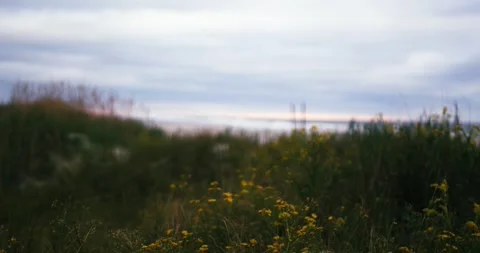 Flowers on the Beach Stock Footage 253110357
