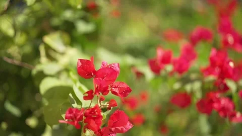 FLOWERS IN BEACH Vidéo 300052380