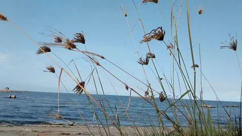Flowers on the beach Stock Footage 309452832