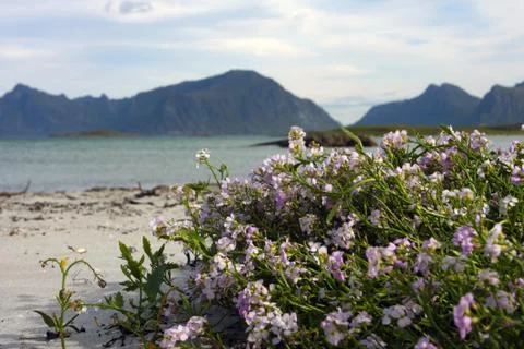 Flowers on a beach Foto stock