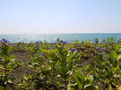Flowers on the beach Stock Photos