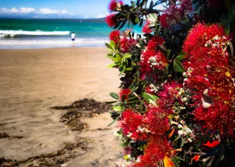 Flowers on beach Stock Photos