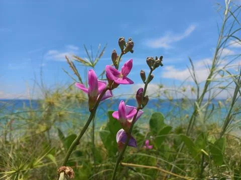 Flowers on the beach Stock-Fotos