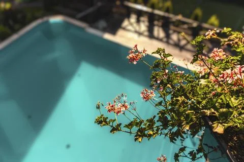 Flowers on the beach Foto stock