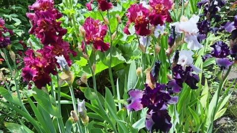 Flowers of bearded irises different colors on a blurred background Video stock 337655515