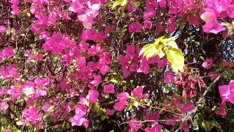 Flowers Beauty Stock Footage 126751698