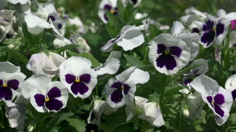 Flowers on a bed of pansies Stock-Footage 56891929