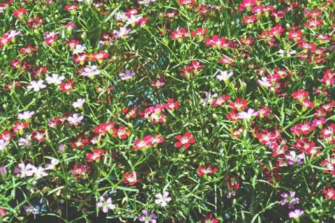 Flowers bed Stock Photos