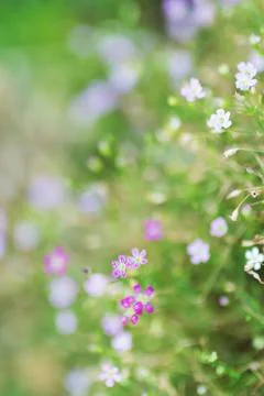 Flowers bed Stock Photos