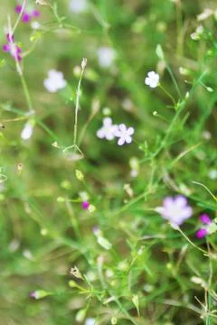 Flowers bed Stock Photos