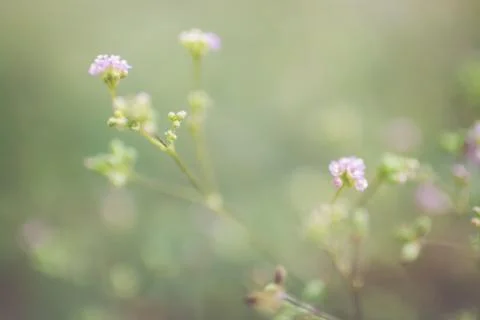 Flowers bed Stock Photos
