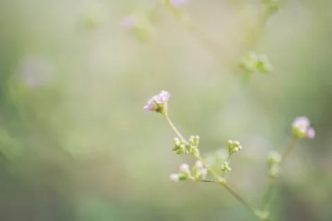 Flowers bed Stock Photos