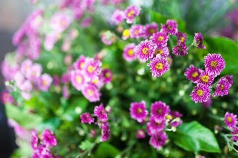 Flowers Bed Stock Photos