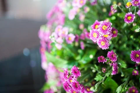 Flowers Bed Stock Photos