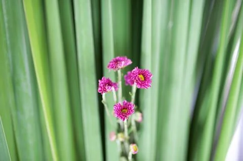 Flowers Bed Foto stock