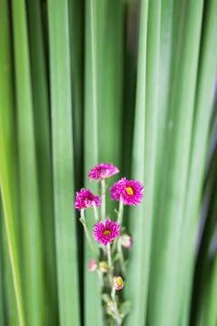 Flowers Bed Stock Photos