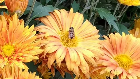 Flowers with Bee Stock Footage 126053622