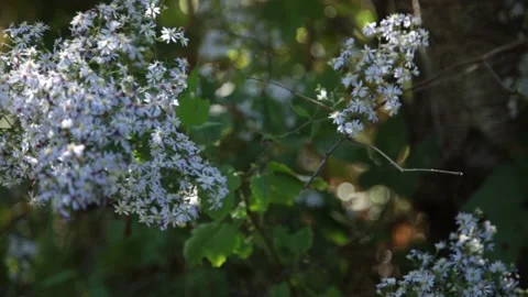 Flowers bee Stock Footage 233124484