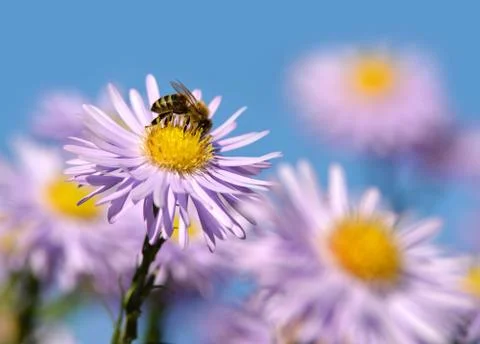 Flowers with bee Stock Photos