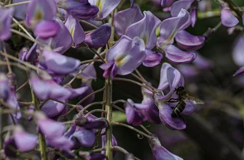 Flowers with bee Stock Photos