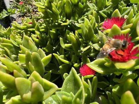 Flowers with a Bee Stock Photos