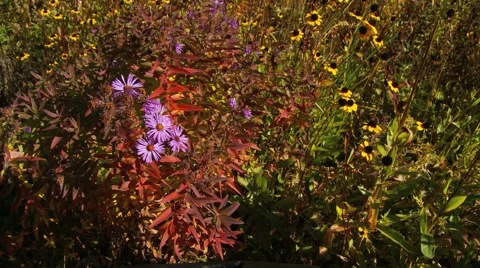 Flowers bee tracking Stock Footage 1039609