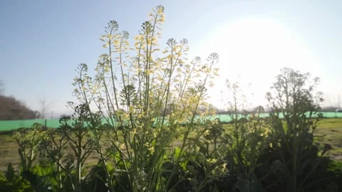 Flowers with bees flying around Stock Footage 266924315